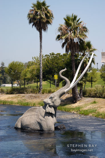 Trapped Mastodon. La Brea tar pits. Los Angeles, California, USA.
