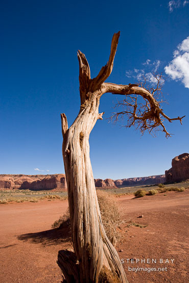 Tree remains. Monument Valley, Arizona.