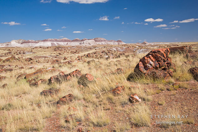 Petrified wood scattered in the grass. Petrified Forest NP, Arizona.
