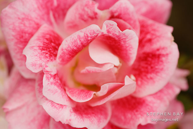 Rose, Old Master.
