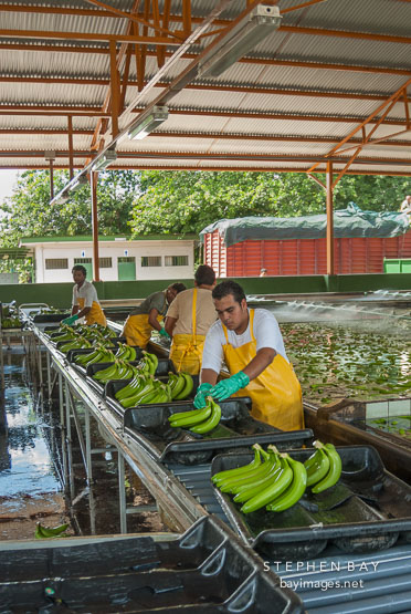Workers sorting bananas. Near Cano Blanco, Costa Rica.