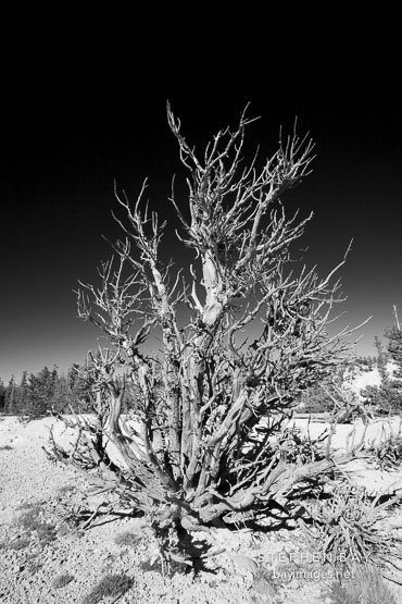 Ancient bristlecone pine #5.