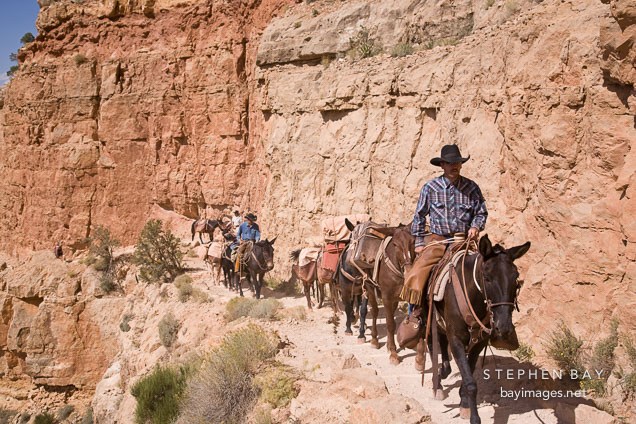 Man leading mules carrying supplies. Grand Canyon NP, Arizona.