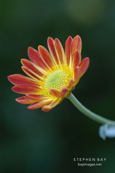 Spicy New Orleans (single & semi-double). Chrysanthemum (Dendranthema).