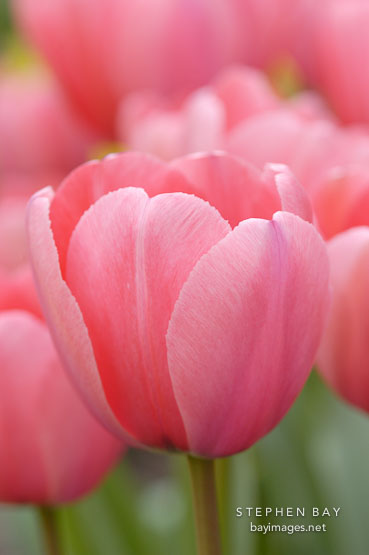 Tulip, 'Pink Impression'. Tulipa.