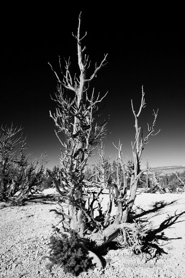 Ancient bristlecone pine #6.