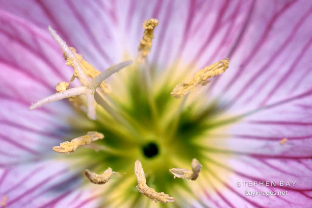 Showy evening primrose. Oenothera speciosa.