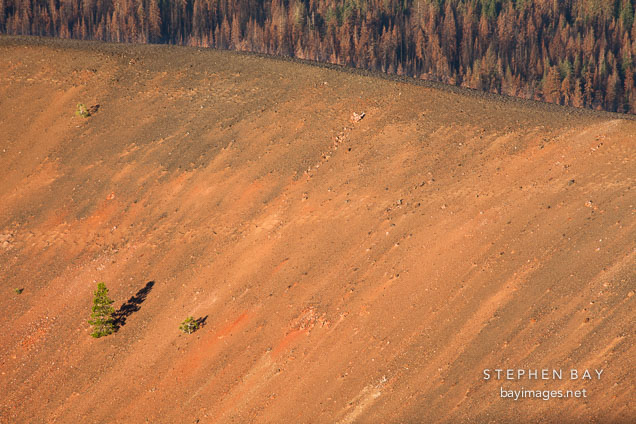 Pine trees on the rim of the Cinder Cone volcano. Lassen NP, California