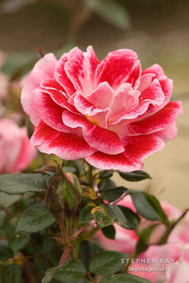 Rose, Old Master.