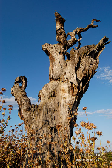 Arastradero preserve, California, USA.