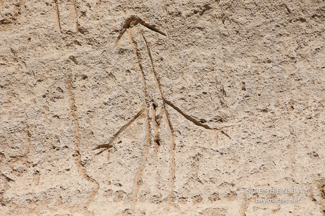Petroglyph of human figure. Petroglyph Point, California.