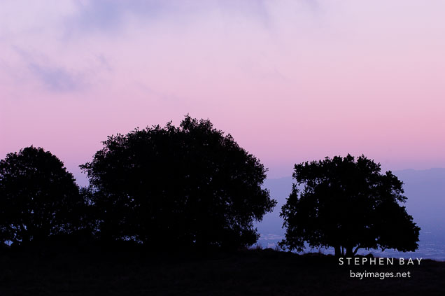 Silhouette of trees at Mission Peak, Fremont, California, USA.