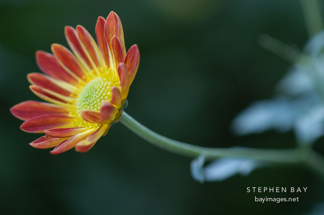 Spicy New Orleans (single & semi-double). Chrysanthemum (Dendranthema).