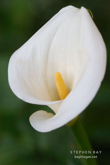 Calla lily, Zantedeschia aethiopica