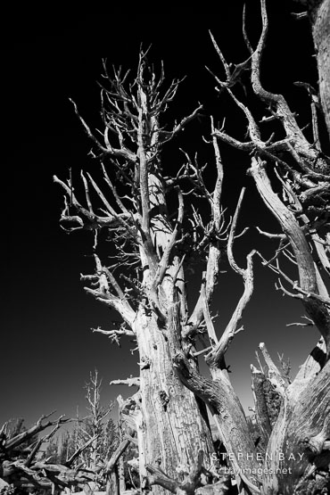 Ancient bristlecone pine #8.