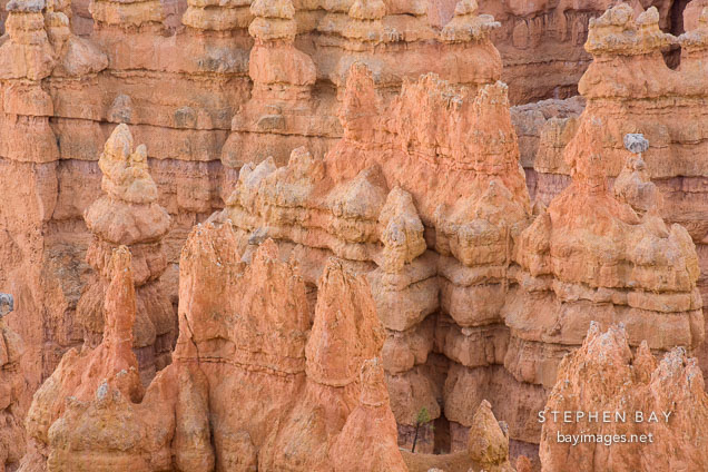 Close-up of hoodoos at Bryce Canyon NP, Utah.
