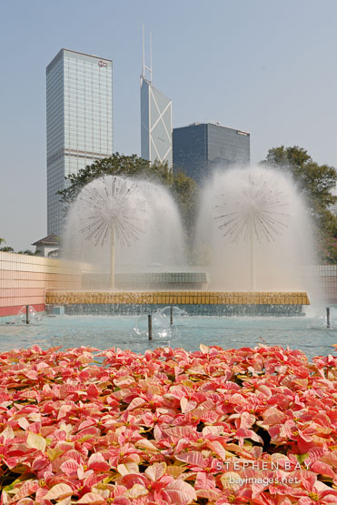 Poinsettia flower bed in front of fountains. Hong Kong Park, Hong Kong, China.