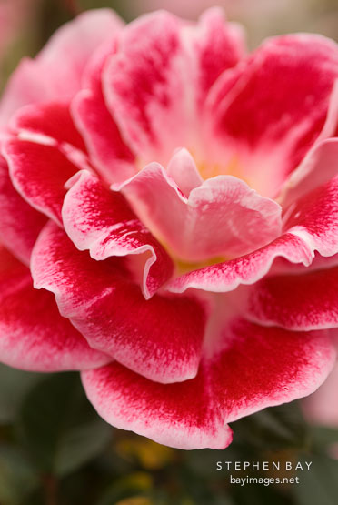 Rose, Old Master.