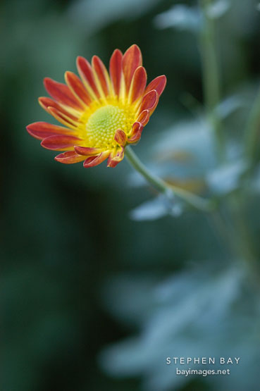 Spicy New Orleans (single & semi-double). Chrysanthemum (Dendranthema).