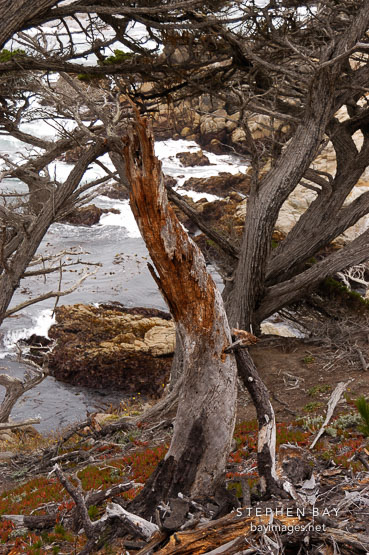 Monterey cypress, Cupressus macrocarpa. 17-Mile drive, California, USA.