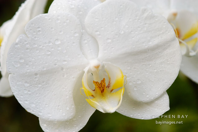 Phalaenopsis. Orchid. Orchidaceae.
