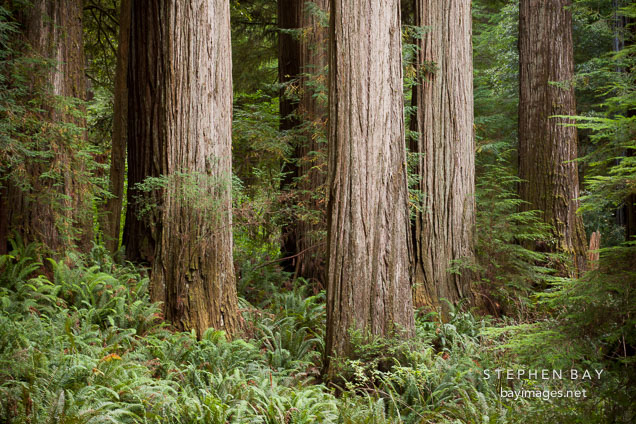 Redwoods in Jedediah Smith Redwood State Park. California.