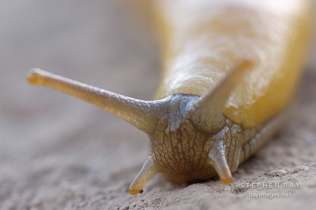 Banana slug at Russian Ridge Open Space Preserve. California, USA. Ariolimax columbianus.