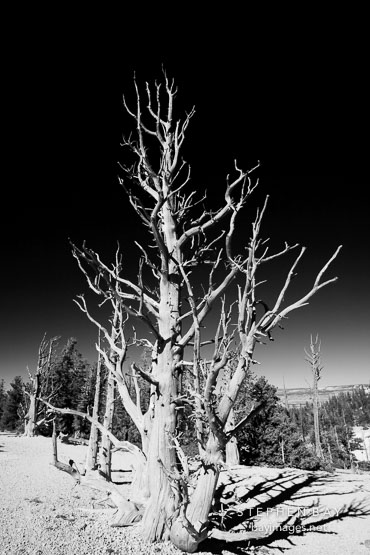 Ancient bristlecone pine #9.