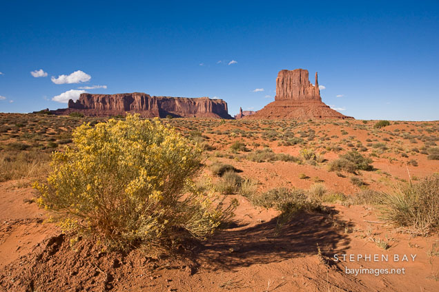 Yellow flowers before West Mitten and Sentinel Mesa. Monument Valley, Arizona.