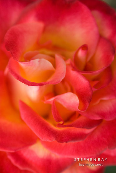 Hybrid tea, Perfect moment. Rose.