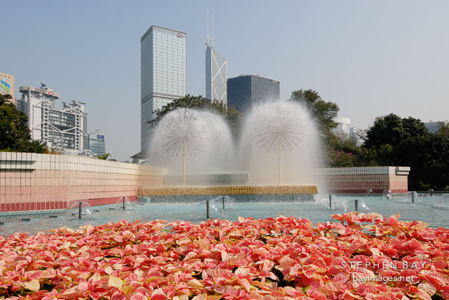 Poinsettia flower bed in front of fountains. Hong Kong Park, Hong Kong, China.