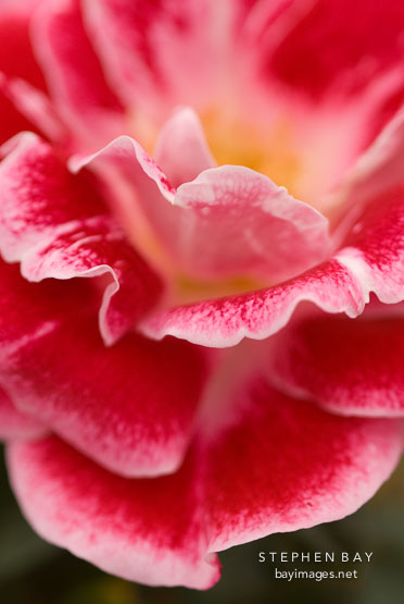 Rose, Old Master.