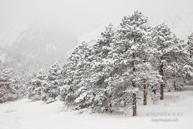 Snow covered pine trees in Chautauqua Park, Boulder, Colorado.
