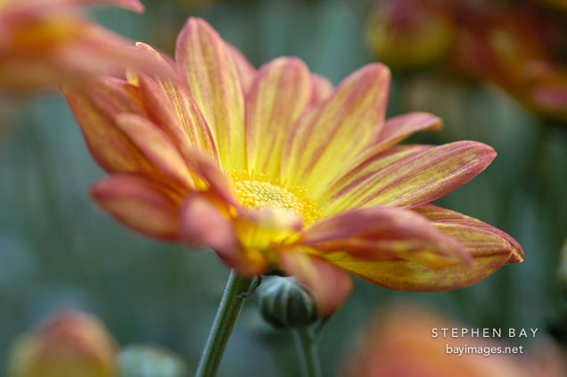 Spicy New Orleans (single & semi-double). Chrysanthemum (Dendranthema).