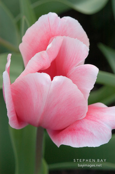 Tulip 'Salmon impression', Tulipa.