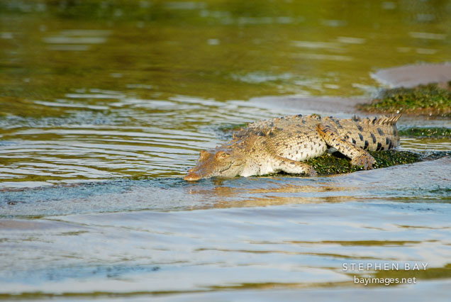 American Crocodile, Crocodylus acutus. Tortuguero, Costa Rica.
