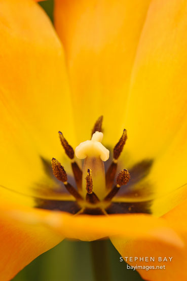 Tulip, 'Daydream'. Tulipa.