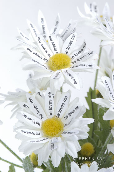 Flower book by Peng-Peng Wang
