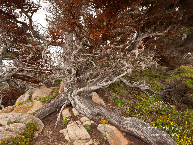 Gnarly cypress tree with orange red algae on branches. Point Lobos, California.