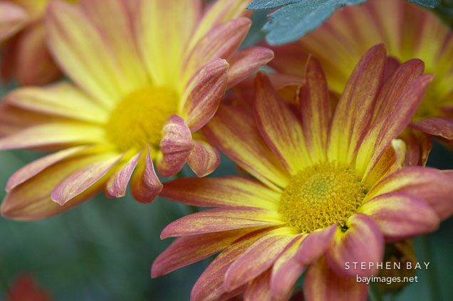 Spicy New Orleans (single & semi-double). Chrysanthemum (Dendranthema).