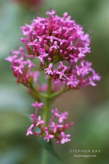Centranthus ruber. Red valerian.