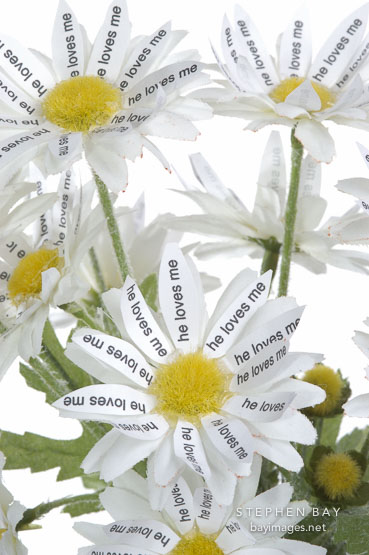 Flower book by Peng-Peng Wang
