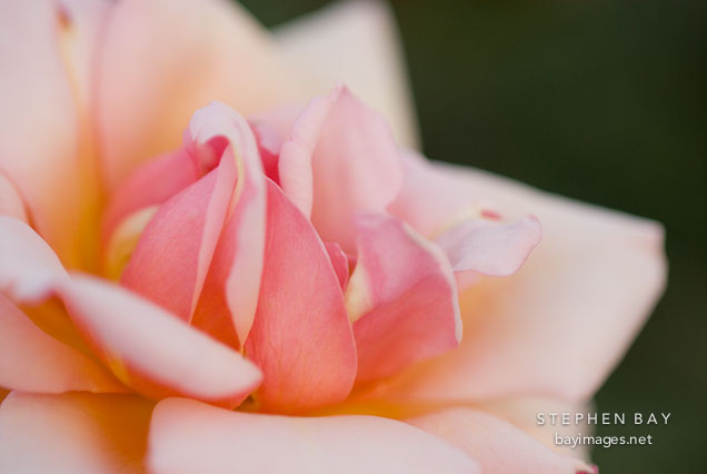 Rose, Gruss an Coberg