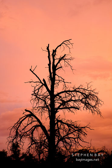 Silhouette of tree on Bell Rock Pathway. Sedona, Arizona.