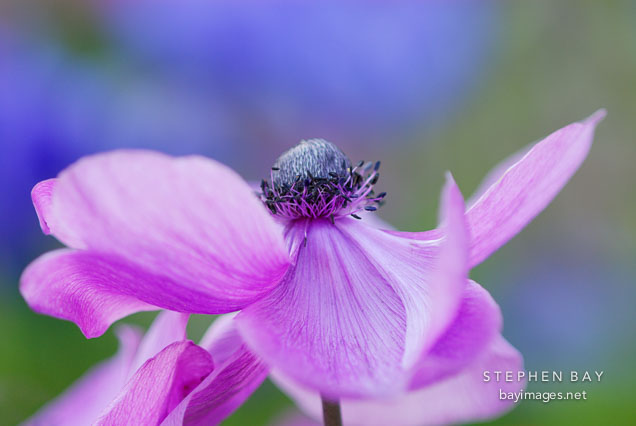 Anemone