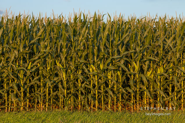 Close up of corn stalks. Nevada, Iowa.. Nevada, Iowa