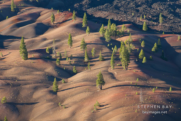Pine trees on the Painted Dunes. Lassen NP, California.