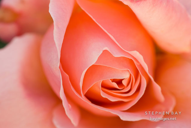 Rose, Mari Dot.