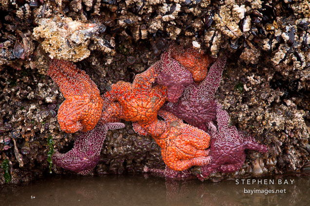 Starfish at Cannon Beach. Oregon.
