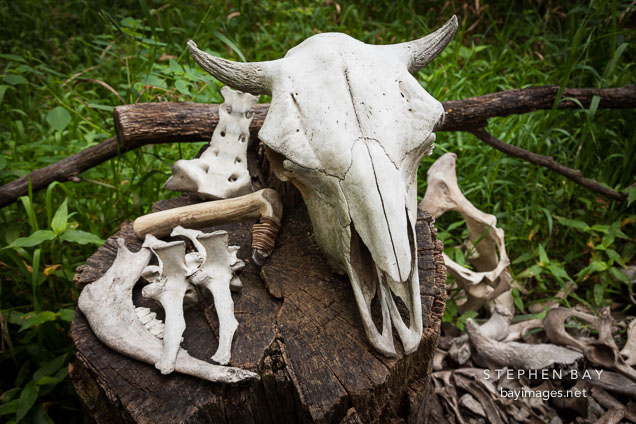 Cattle skull and bones. Living history farms, Iowa.